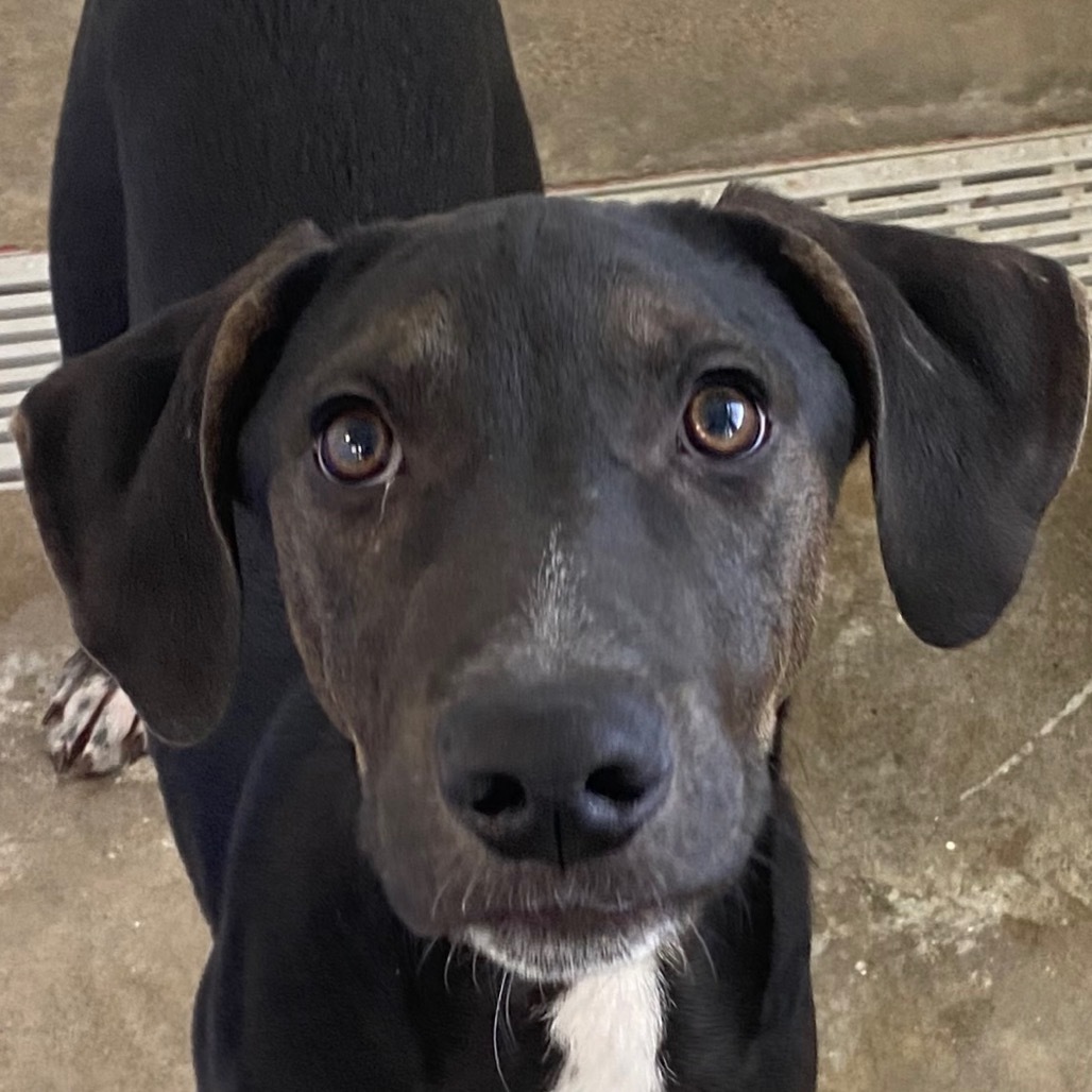 Bruno, an adoptable Mixed Breed in Las Cruces, NM, 88012 | Photo Image 6