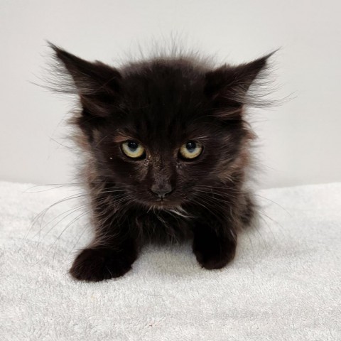 Headwig, an adoptable Domestic Long Hair in Great Falls, MT, 59404 | Photo Image 1