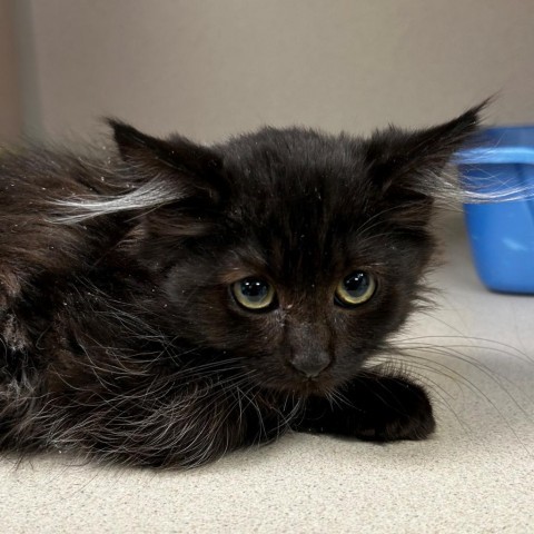 Headwig, an adoptable Domestic Long Hair in Great Falls, MT, 59404 | Photo Image 2