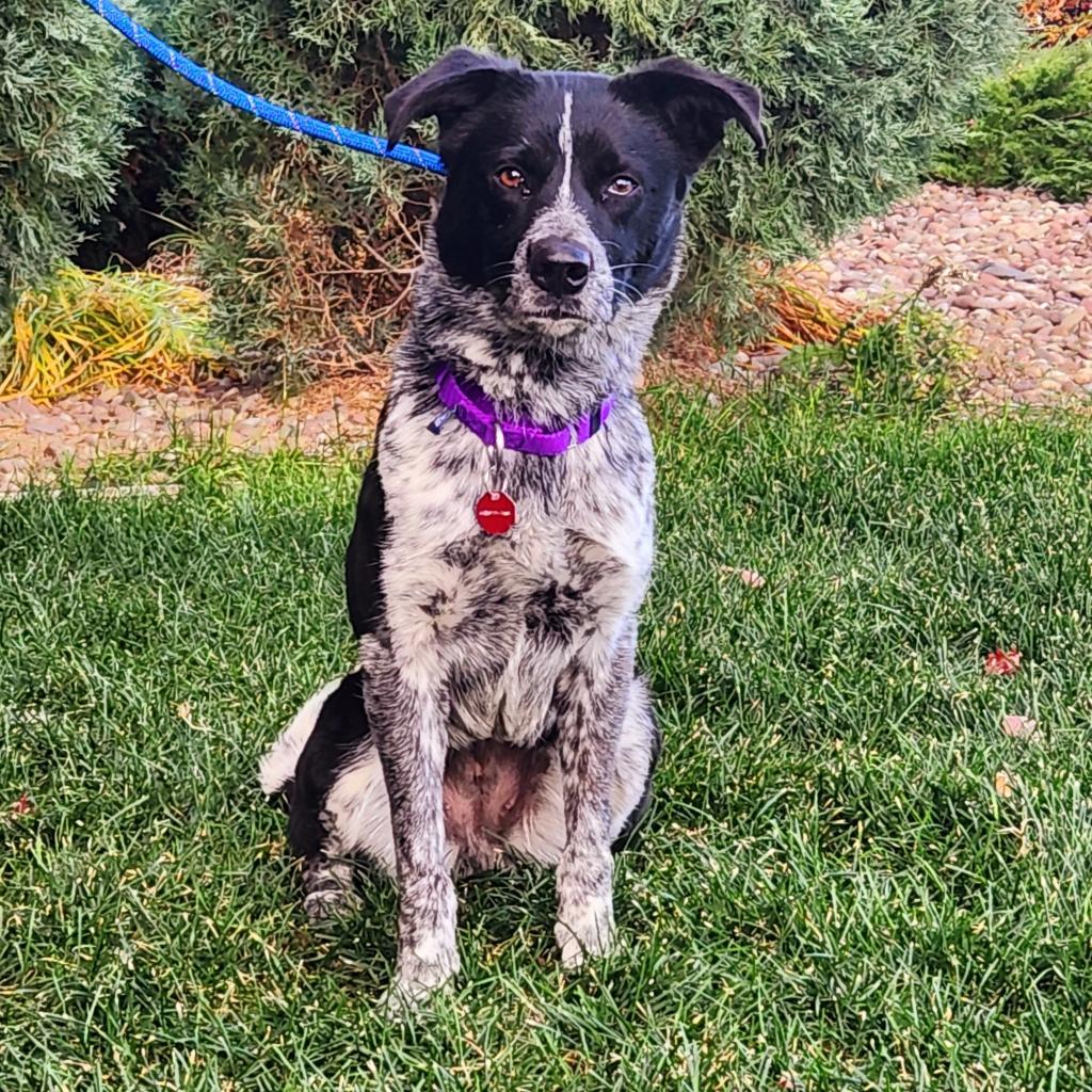 Coda, an adoptable Mixed Breed in Great Falls, MT, 59404 | Photo Image 1