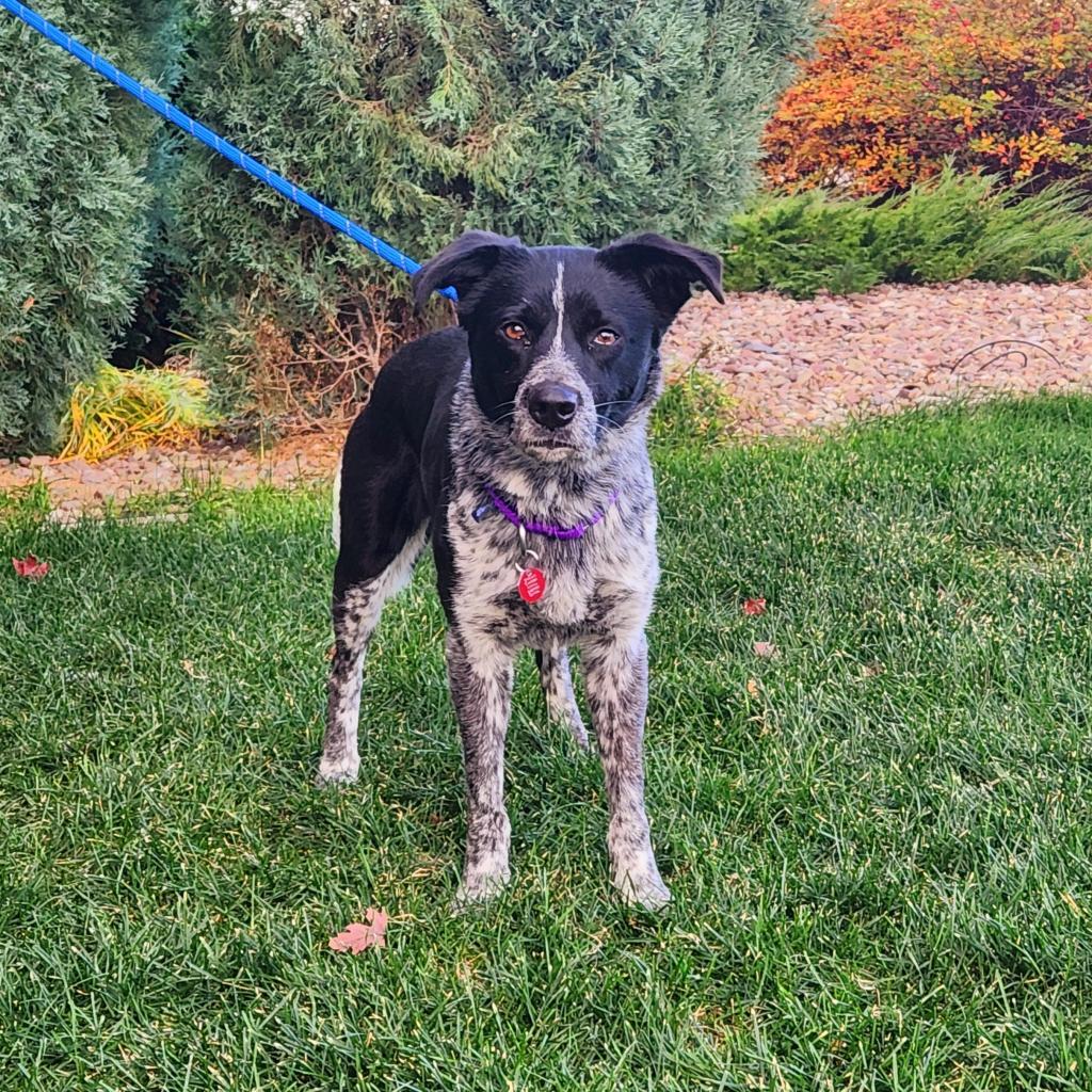 Coda, an adoptable Mixed Breed in Great Falls, MT, 59404 | Photo Image 2