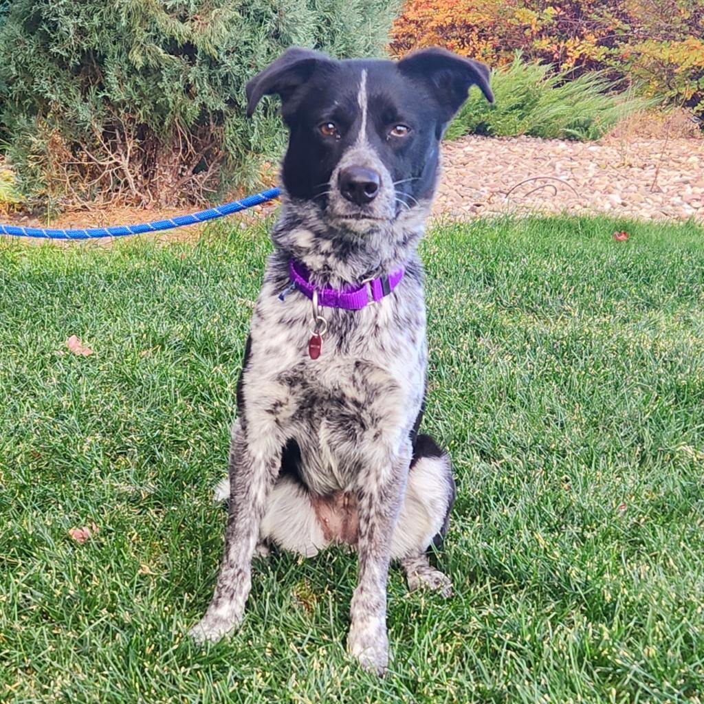 Coda, an adoptable Mixed Breed in Great Falls, MT, 59404 | Photo Image 3