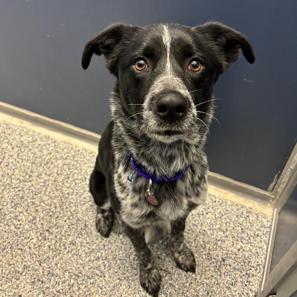 Coda, an adoptable Mixed Breed in Great Falls, MT, 59404 | Photo Image 4