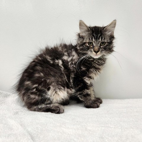 Buckbeak, an adoptable Domestic Long Hair in Great Falls, MT, 59404 | Photo Image 1