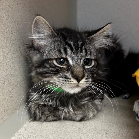 Buckbeak, an adoptable Domestic Long Hair in Great Falls, MT, 59404 | Photo Image 2