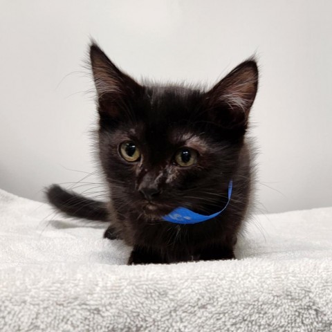 Fawkes, an adoptable Domestic Medium Hair in Great Falls, MT, 59404 | Photo Image 1