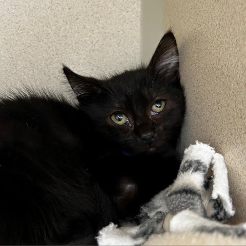 Fawkes, an adoptable Domestic Medium Hair in Great Falls, MT, 59404 | Photo Image 2