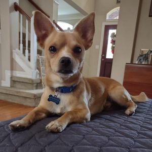 Tyke Chihuahua Dog