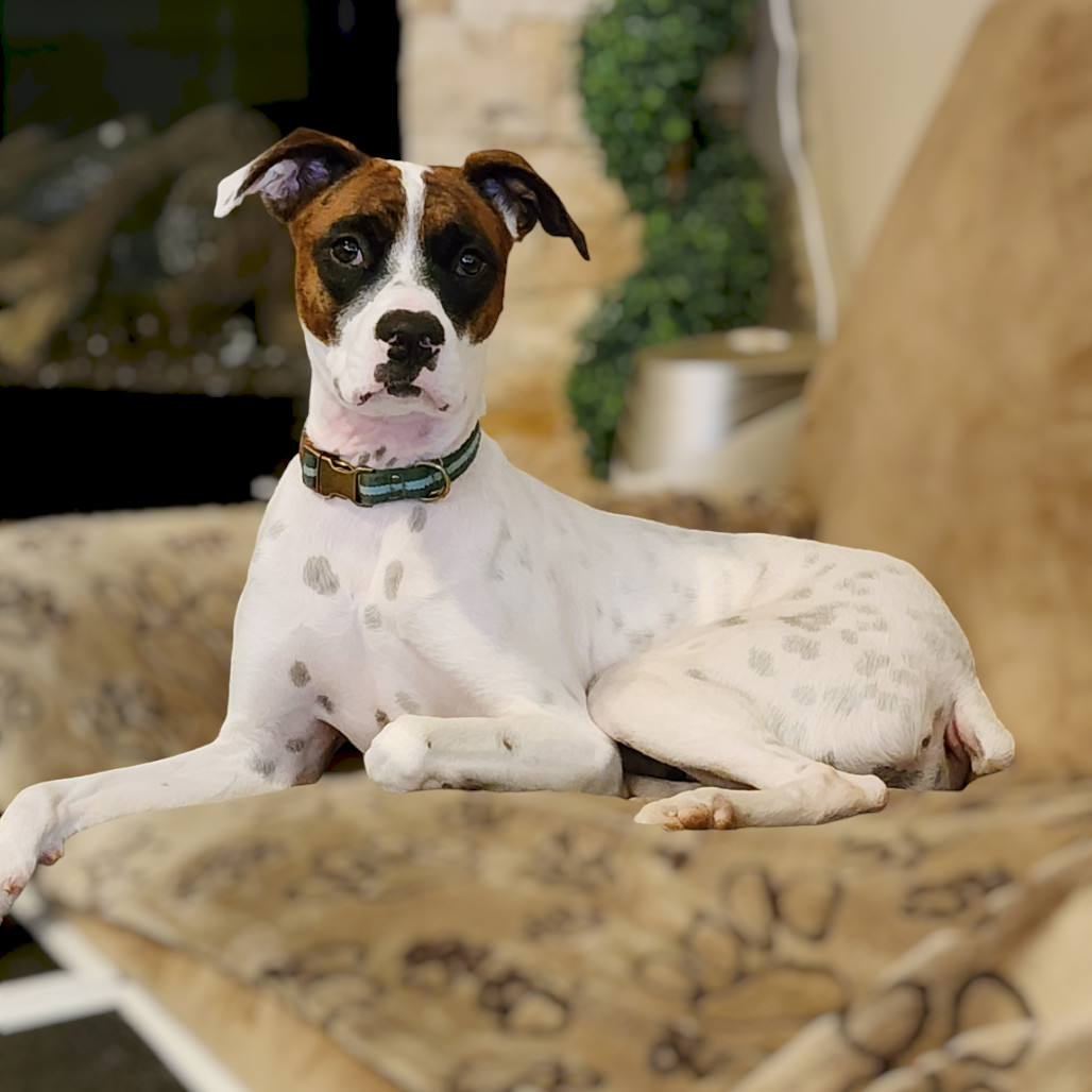 Charlie - PAWS, an adoptable Mixed Breed in Las Cruces, NM, 88001 | Photo Image 1