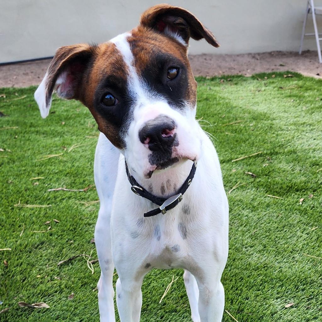 Charlie - PAWS, an adoptable Mixed Breed in Las Cruces, NM, 88001 | Photo Image 2