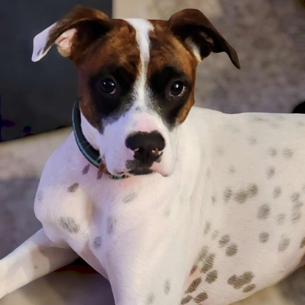 Charlie - PAWS