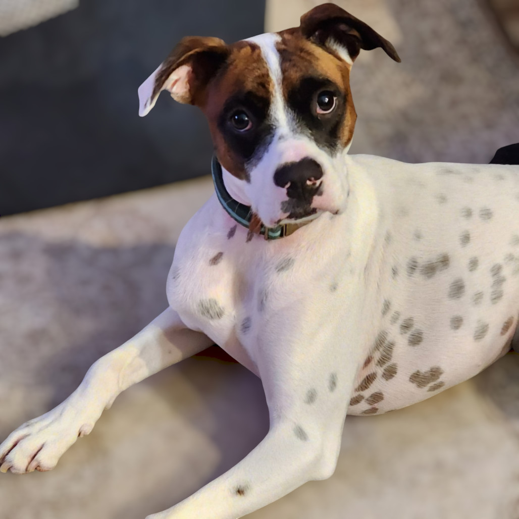 Charlie - PAWS