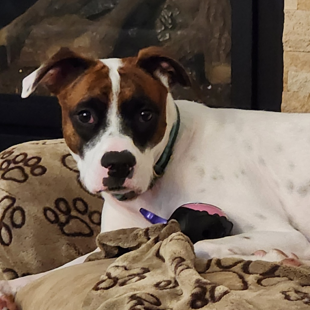 Charlie - PAWS
