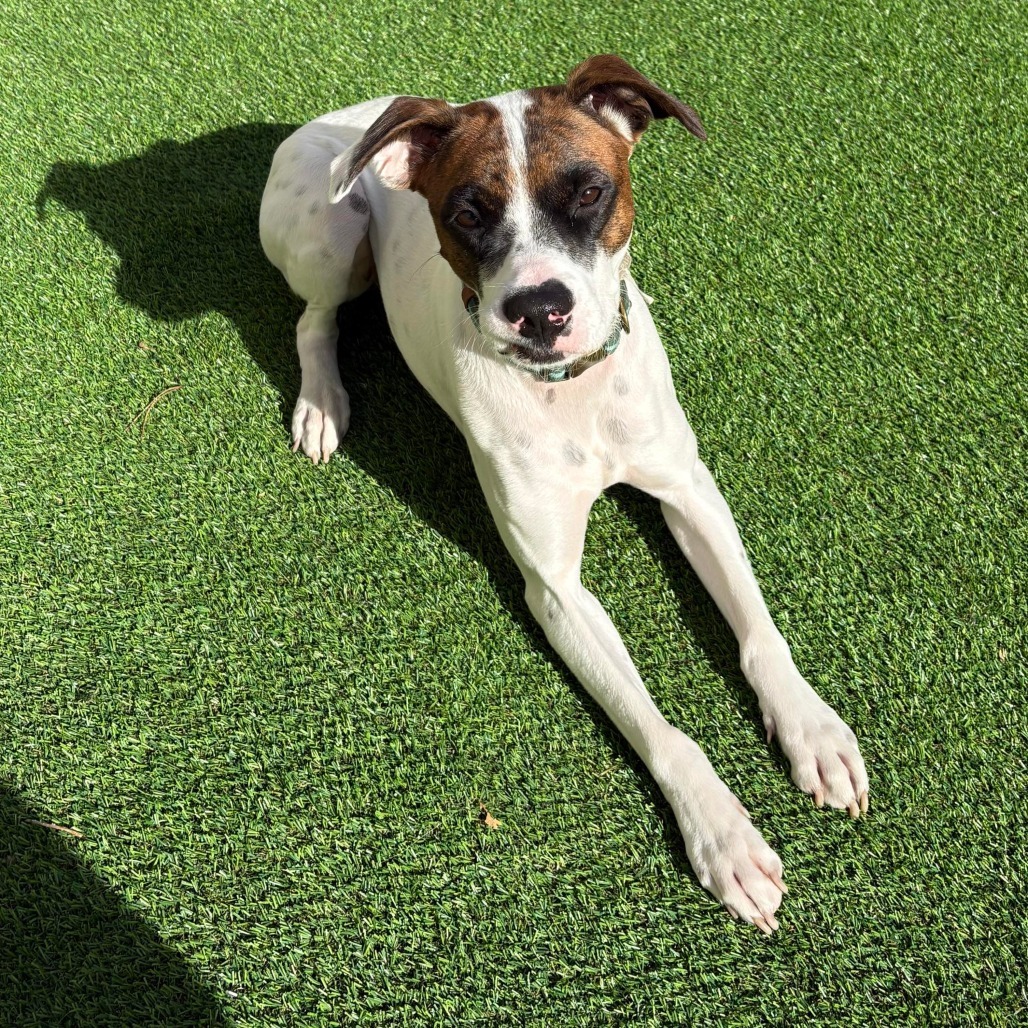 Charlie - PAWS, an adoptable Mixed Breed in Las Cruces, NM, 88001 | Photo Image 6