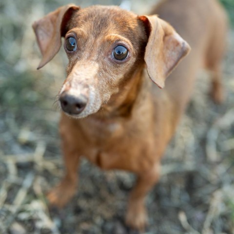 Ernie, an adoptable Dachshund in Glenwood Springs, CO, 81601 | Photo Image 1