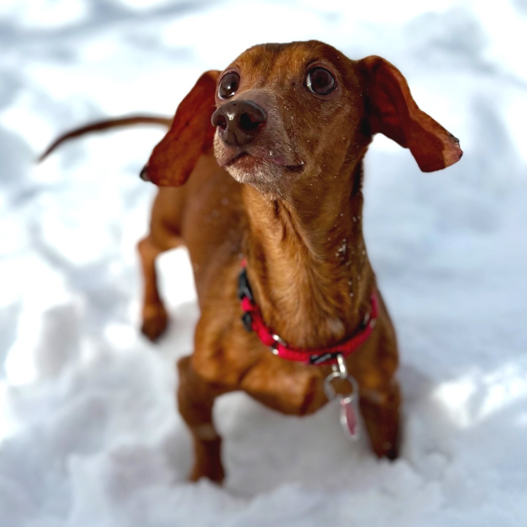 Ernie, an adoptable Dachshund in Glenwood Springs, CO, 81601 | Photo Image 1
