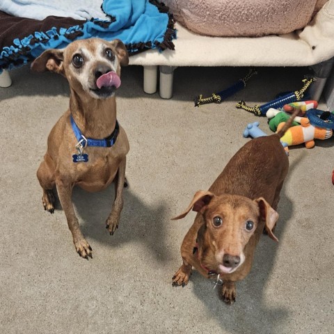 Ernie, an adoptable Dachshund in Glenwood Springs, CO, 81601 | Photo Image 2