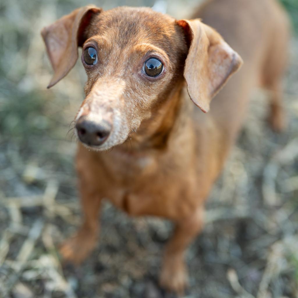 Ernie, an adoptable Dachshund in Glenwood Springs, CO, 81601 | Photo Image 2