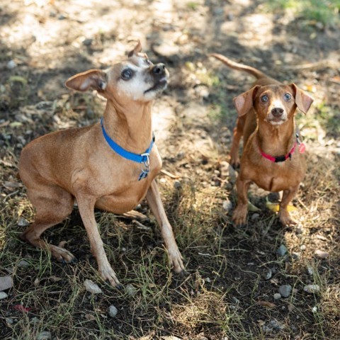 Ernie, an adoptable Dachshund in Glenwood Springs, CO, 81601 | Photo Image 3