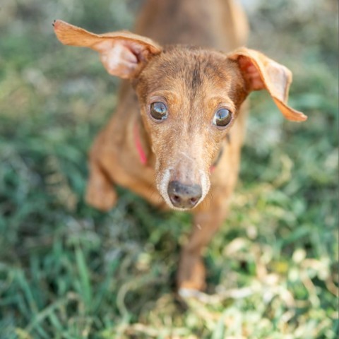 Ernie, an adoptable Dachshund in Glenwood Springs, CO, 81601 | Photo Image 4