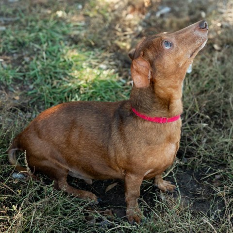 Ernie, an adoptable Dachshund in Glenwood Springs, CO, 81601 | Photo Image 5