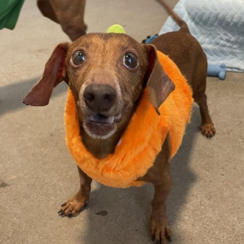 Ernie, an adoptable Dachshund in Glenwood Springs, CO, 81601 | Photo Image 6