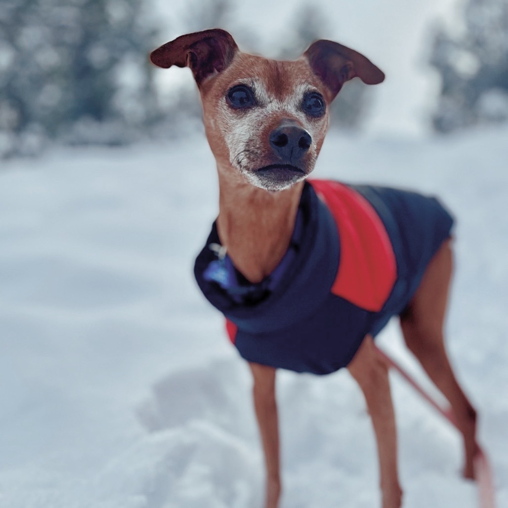 Bert, an adoptable Mixed Breed, Miniature Pinscher in Glenwood Springs, CO, 81601 | Photo Image 1