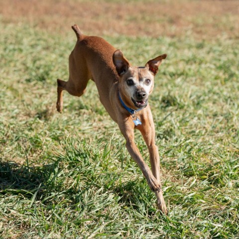 Bert, an adoptable Mixed Breed, Miniature Pinscher in Glenwood Springs, CO, 81601 | Photo Image 2