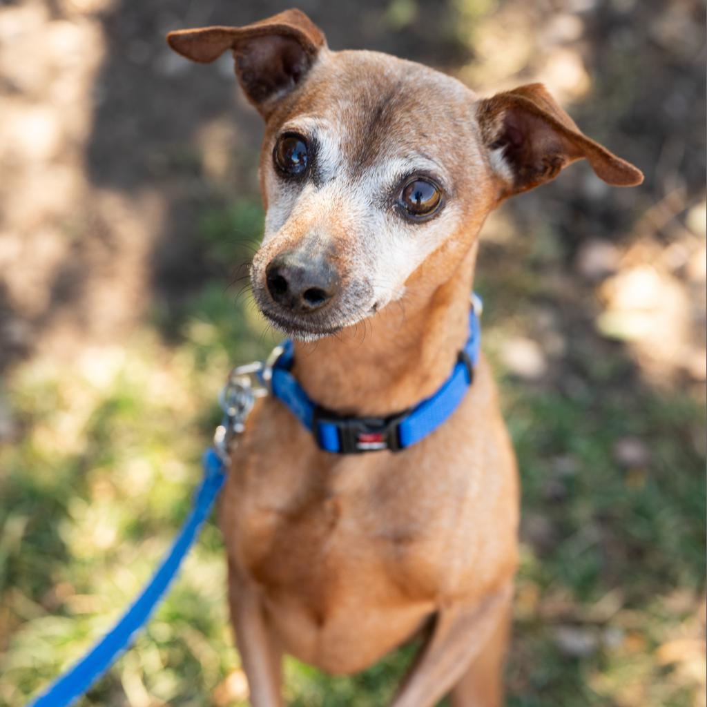 Bert, an adoptable Mixed Breed, Miniature Pinscher in Glenwood Springs, CO, 81601 | Photo Image 2