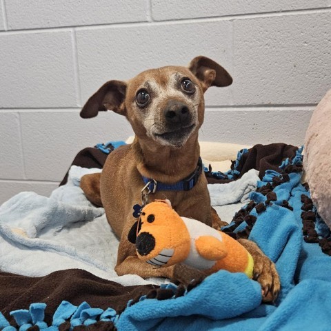 Bert, an adoptable Mixed Breed, Miniature Pinscher in Glenwood Springs, CO, 81601 | Photo Image 3