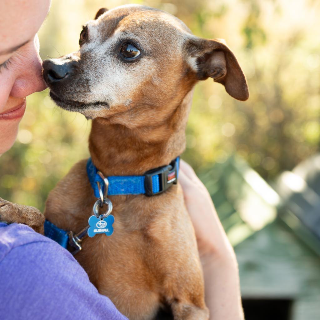 Bert, an adoptable Mixed Breed, Miniature Pinscher in Glenwood Springs, CO, 81601 | Photo Image 3