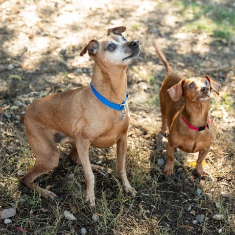 Bert, an adoptable Mixed Breed, Miniature Pinscher in Glenwood Springs, CO, 81601 | Photo Image 6