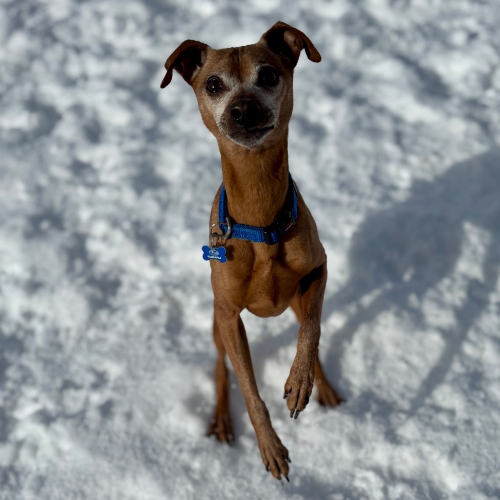 Bert, an adoptable Mixed Breed, Miniature Pinscher in Glenwood Springs, CO, 81601 | Photo Image 6