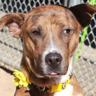 Boo, an adoptable Shepherd in Kingman, AZ, 86401 | Photo Image 1