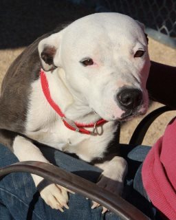 Raven*, an adoptable American Staffordshire Terrier in Kingman, AZ, 86401 | Photo Image 1