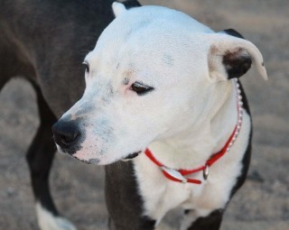 Raven*, an adoptable American Staffordshire Terrier in Kingman, AZ, 86401 | Photo Image 2