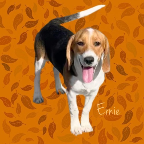 Ernie 1