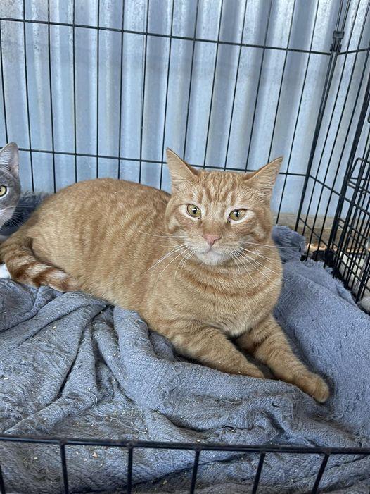 David Rose, an adoptable Domestic Medium Hair, Tabby in Visalia, CA, 93277 | Photo Image 1