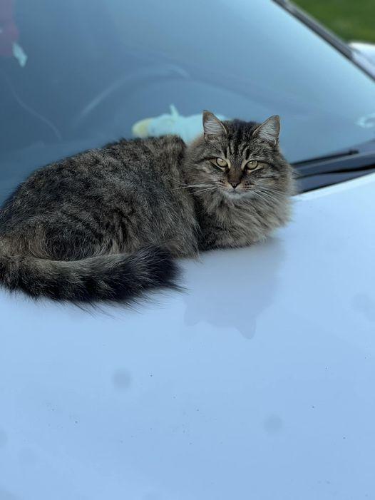 Betty, an adoptable Domestic Medium Hair, Tabby in Visalia, CA, 93277 | Photo Image 1