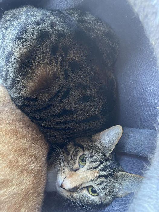 Double Rainbow, an adoptable Domestic Medium Hair, Tabby in Visalia, CA, 93277 | Photo Image 1