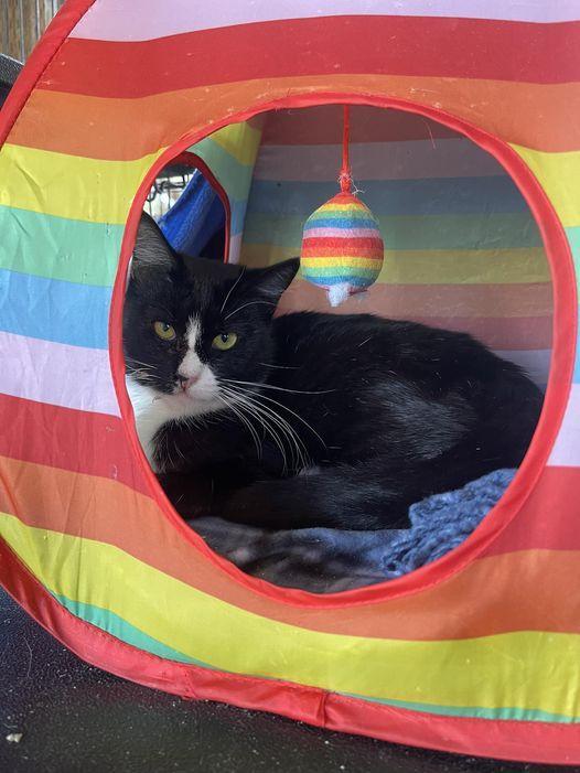 Midnight, an adoptable Domestic Short Hair in Visalia, CA, 93277 | Photo Image 1