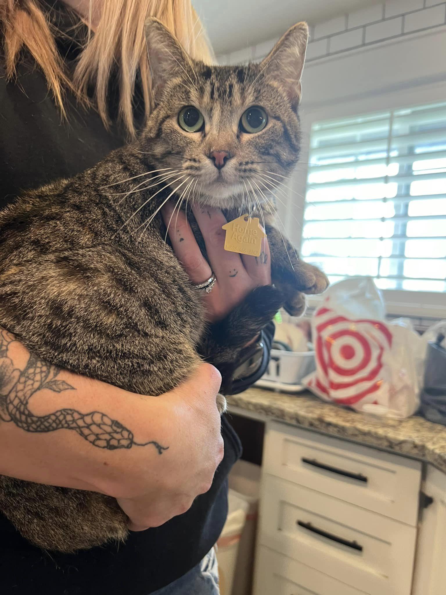 Tessa, an adoptable Domestic Short Hair, Tabby in Visalia, CA, 93277 | Photo Image 1