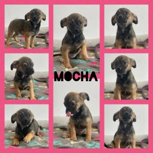 Mocha