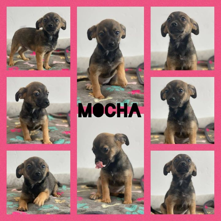 Mocha 1