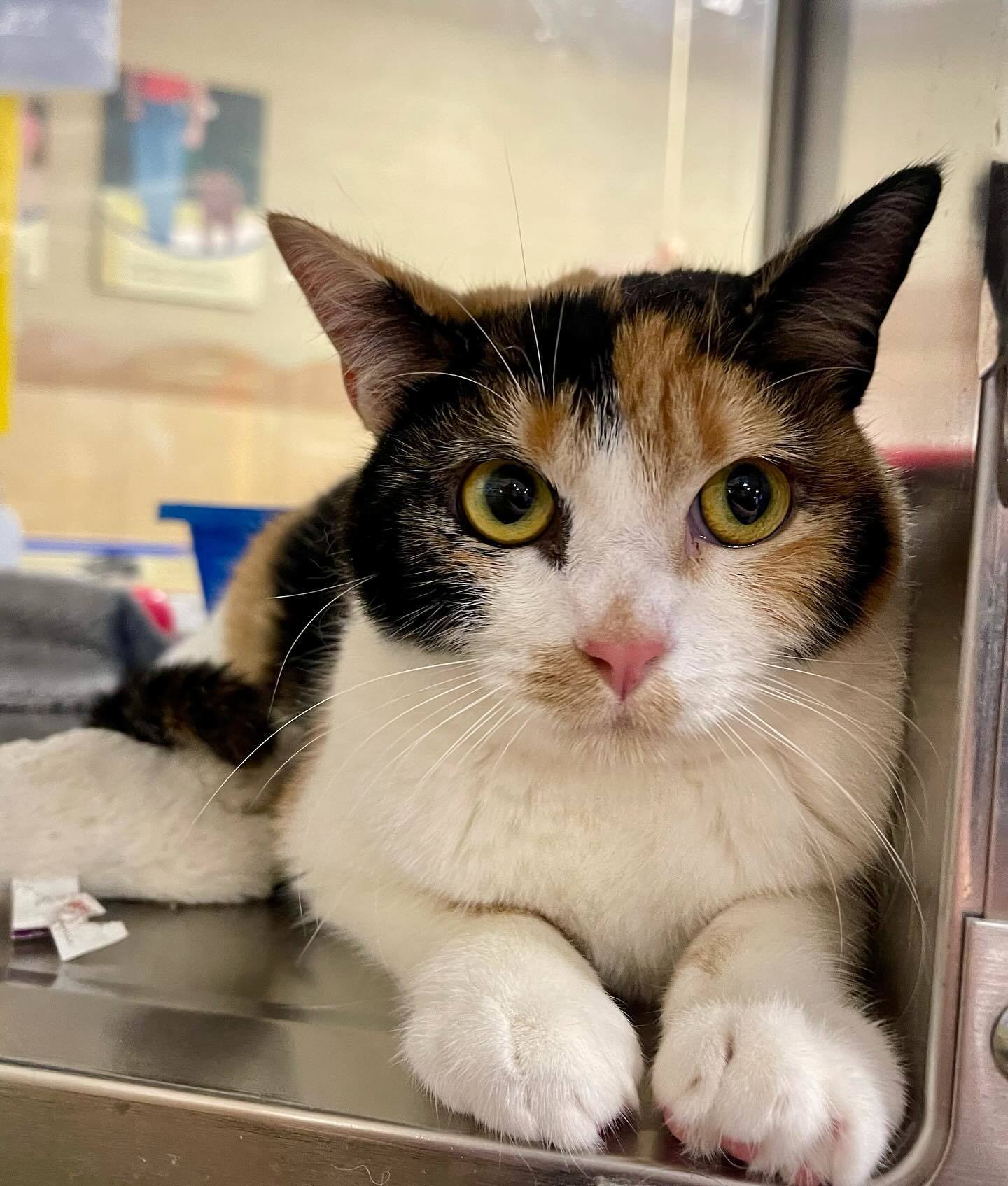 Ginny Weasley, an adoptable Domestic Short Hair, Calico in Visalia, CA, 93277 | Photo Image 1