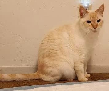 George Tucker, an adoptable Domestic Short Hair, Siamese in Visalia, CA, 93277 | Photo Image 1