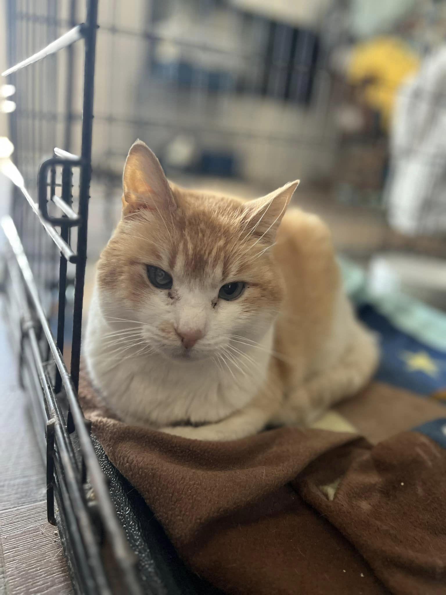 Wade Kinsella, an adoptable Domestic Medium Hair, Tabby in Visalia, CA, 93277 | Photo Image 1