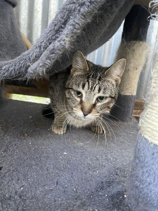 Ellen, an adoptable Domestic Medium Hair, Tabby in Visalia, CA, 93277 | Photo Image 1