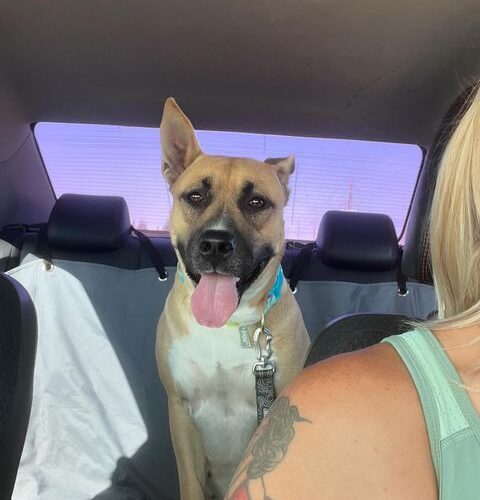 Darla