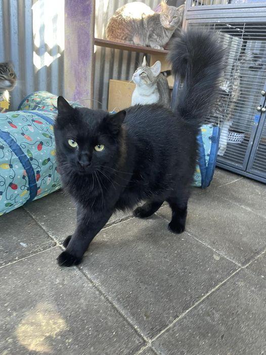 Twyla Sands, an adoptable Domestic Medium Hair in Visalia, CA, 93277 | Photo Image 1
